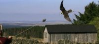 Falcons - Bird of Prey Training & Handling Northumberland 